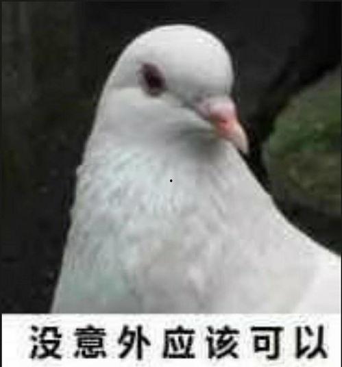 网红吃瓜鸽子图片大全,趣味瞬间大盘点  第1张